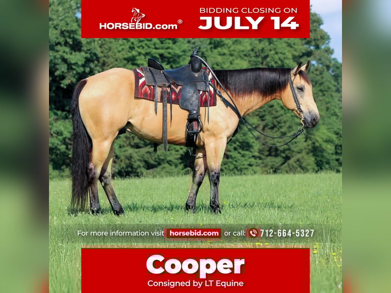 Caballo cuarto de milla Caballo castrado 9 años 160 cm Buckskin/Bayo in Clarion, PA