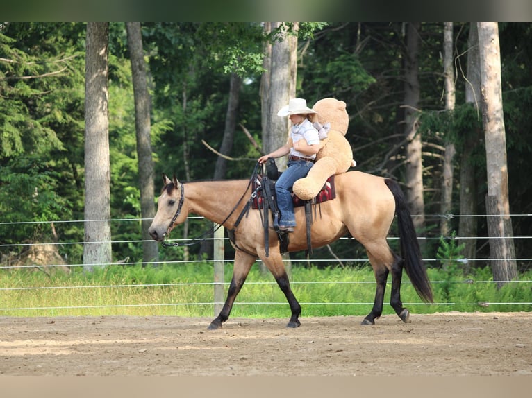 Caballo cuarto de milla Caballo castrado 9 años 160 cm Buckskin/Bayo in Clarion, PA