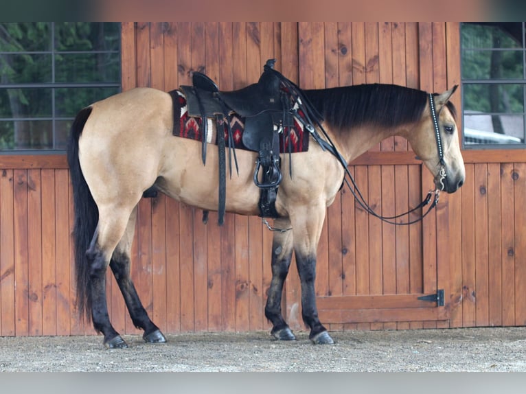 Caballo cuarto de milla Caballo castrado 9 años 160 cm Buckskin/Bayo in Clarion, PA