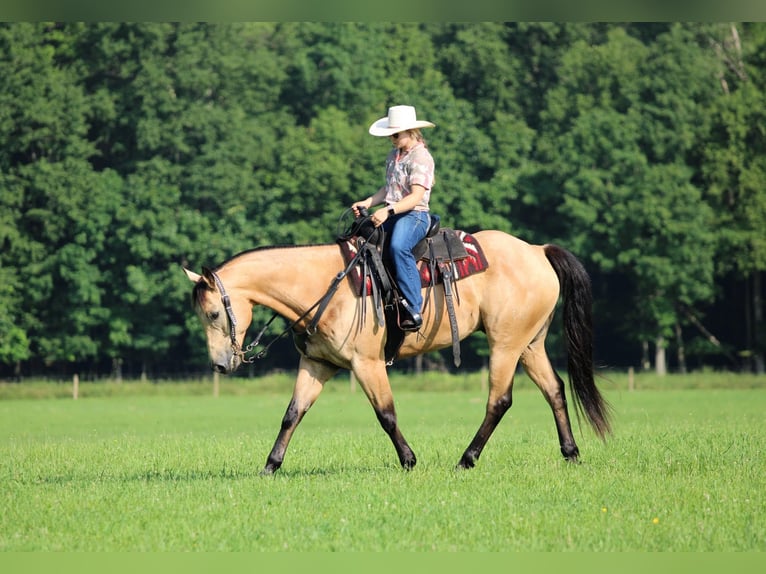 Caballo cuarto de milla Caballo castrado 9 años 160 cm Buckskin/Bayo in Clarion, PA