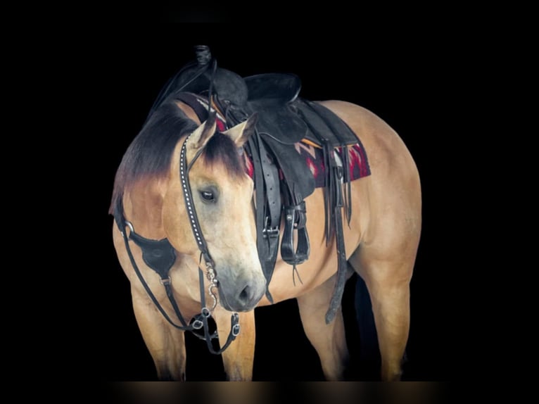 Caballo cuarto de milla Caballo castrado 9 años 160 cm Buckskin/Bayo in Clarion, PA
