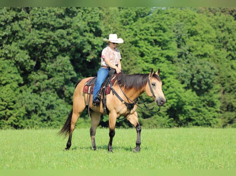 Caballo cuarto de milla Caballo castrado 9 años 160 cm Buckskin/Bayo in Clarion, PA