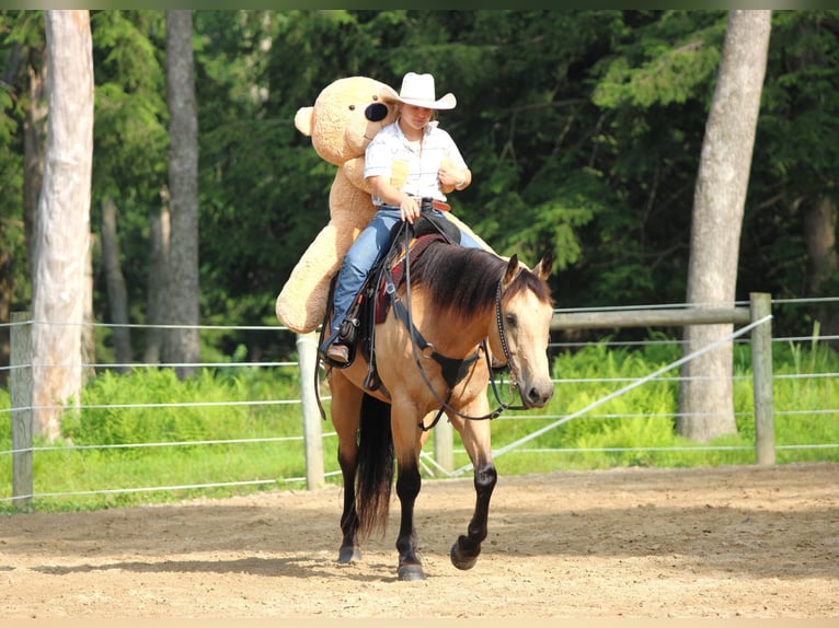 Caballo cuarto de milla Caballo castrado 9 años 160 cm Buckskin/Bayo in Clarion, PA
