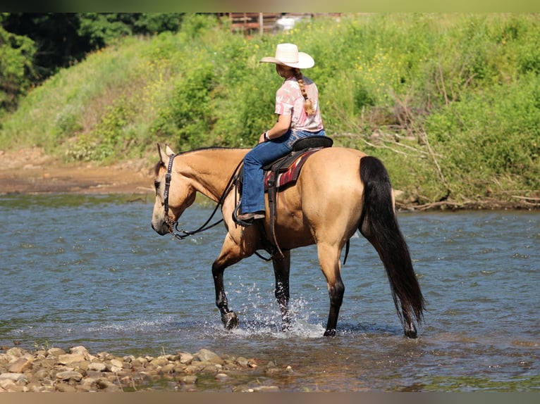 Caballo cuarto de milla Caballo castrado 9 años 160 cm Buckskin/Bayo in Clarion, PA