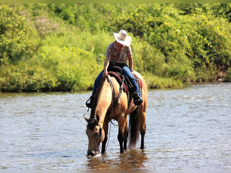 Caballo cuarto de milla Caballo castrado 9 años 160 cm Buckskin/Bayo in Clarion, PA