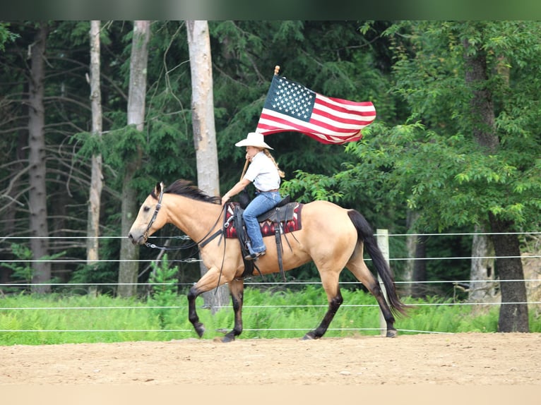Caballo cuarto de milla Caballo castrado 9 años 160 cm Buckskin/Bayo in Clarion, PA