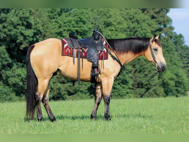 Caballo cuarto de milla Caballo castrado 9 años 160 cm Buckskin/Bayo in Clarion, PA