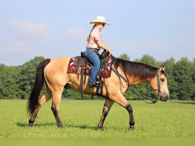 Caballo cuarto de milla Caballo castrado 9 años 160 cm Buckskin/Bayo in Clarion, PA