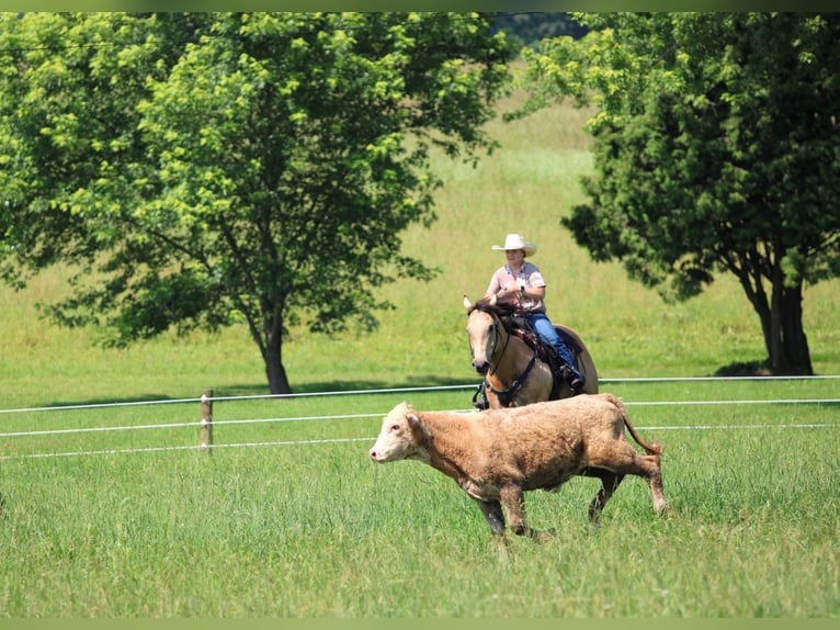 Caballo cuarto de milla Caballo castrado 9 años 160 cm Buckskin/Bayo in Clarion, PA