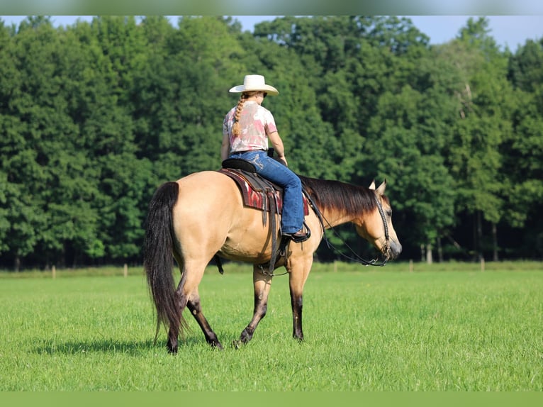 Caballo cuarto de milla Caballo castrado 9 años 160 cm Buckskin/Bayo in Clarion, PA