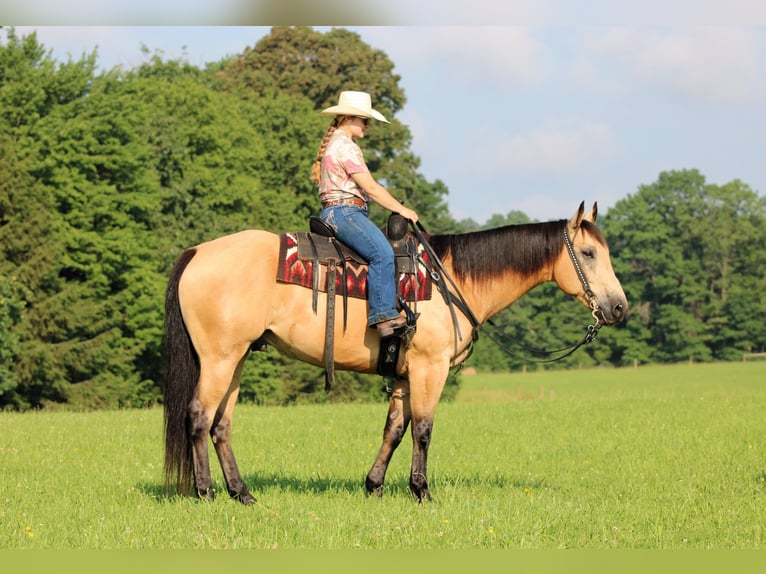 Caballo cuarto de milla Caballo castrado 9 años 160 cm Buckskin/Bayo in Clarion, PA
