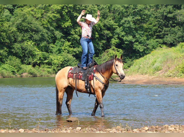 Caballo cuarto de milla Caballo castrado 9 años 160 cm Buckskin/Bayo in Clarion, PA