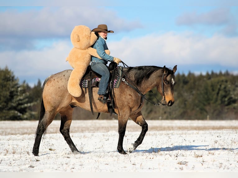 Caballo cuarto de milla Caballo castrado 9 años 160 cm Buckskin/Bayo in Clarion