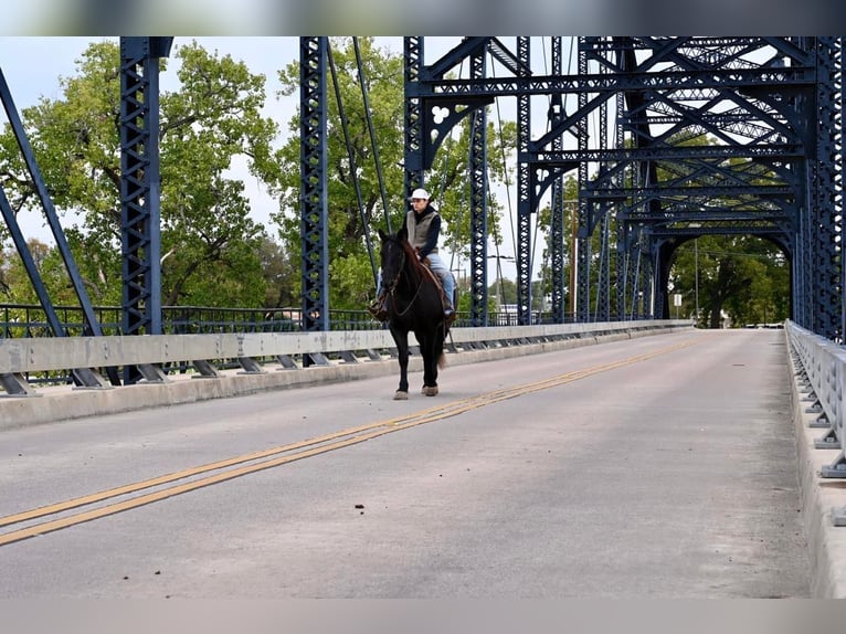 Caballo cuarto de milla Caballo castrado 9 años 160 cm Ruano azulado in Waco TX