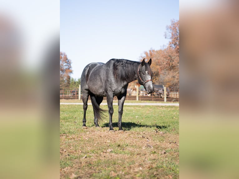 Caballo cuarto de milla Caballo castrado 9 años 160 cm Ruano azulado in North Judson