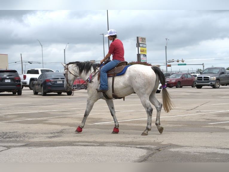 Caballo cuarto de milla Caballo castrado 9 años 160 cm Tordo in Stephenville, TX