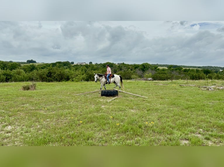 Caballo cuarto de milla Caballo castrado 9 años 160 cm Tordo in Stephenville, TX