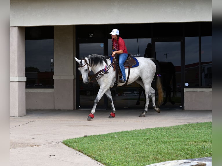 Caballo cuarto de milla Caballo castrado 9 años 160 cm Tordo in Stephenville, TX