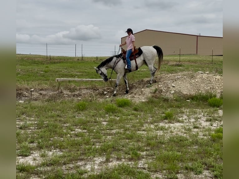 Caballo cuarto de milla Caballo castrado 9 años 160 cm Tordo in Stephenville, TX