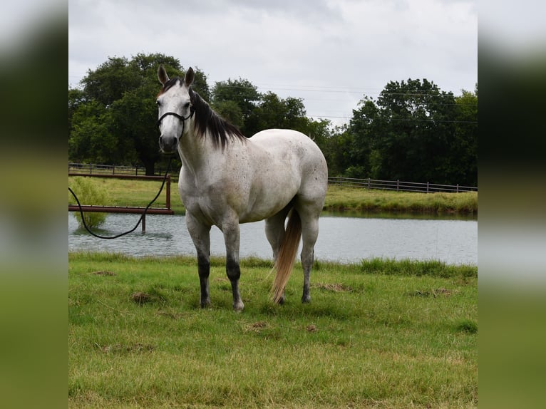 Caballo cuarto de milla Caballo castrado 9 años 160 cm Tordo in Stephenville, TX