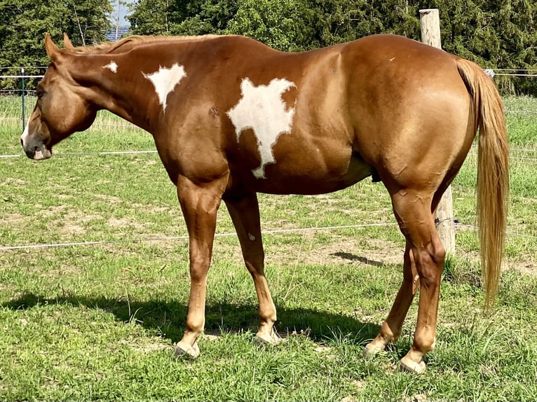 Caballo cuarto de milla Caballo castrado 9 años 161 cm Overo-todas las-capas in Langenzenn