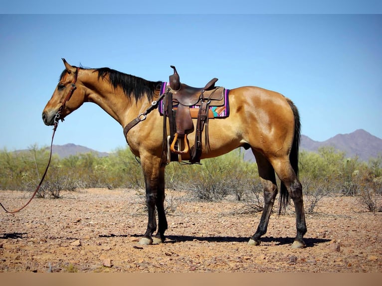 Caballo cuarto de milla Caballo castrado 9 años 163 cm Buckskin/Bayo in Marana AZ