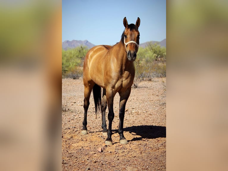 Caballo cuarto de milla Caballo castrado 9 años 163 cm Buckskin/Bayo in Marana AZ