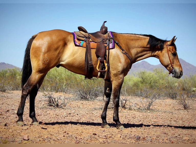 Caballo cuarto de milla Caballo castrado 9 años 163 cm Buckskin/Bayo in Marana AZ