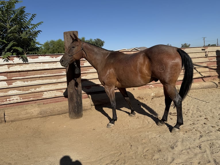 Caballo cuarto de milla Caballo castrado 9 años 163 cm Castaño rojizo in Norco