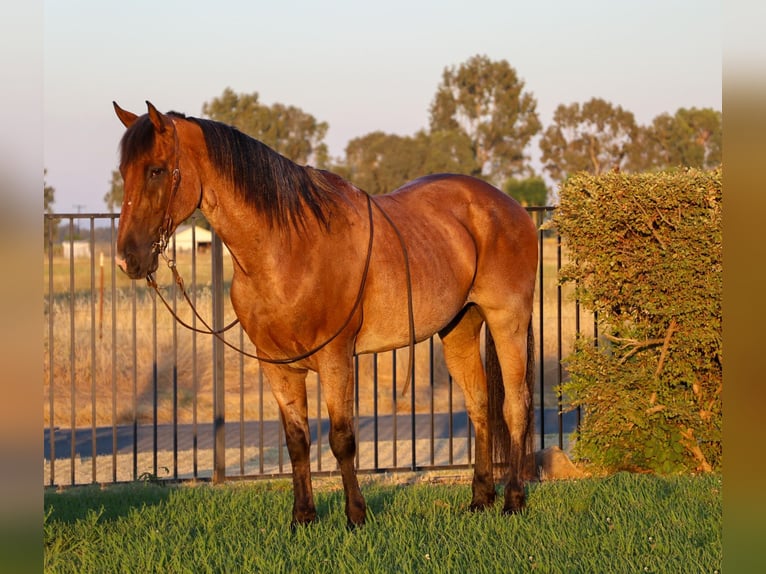 Caballo cuarto de milla Caballo castrado 9 años 163 cm Castaño-ruano in Pleasant Grove CA