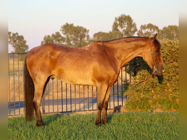 Caballo cuarto de milla Caballo castrado 9 años 163 cm Castaño-ruano in Pleasant Grove CA