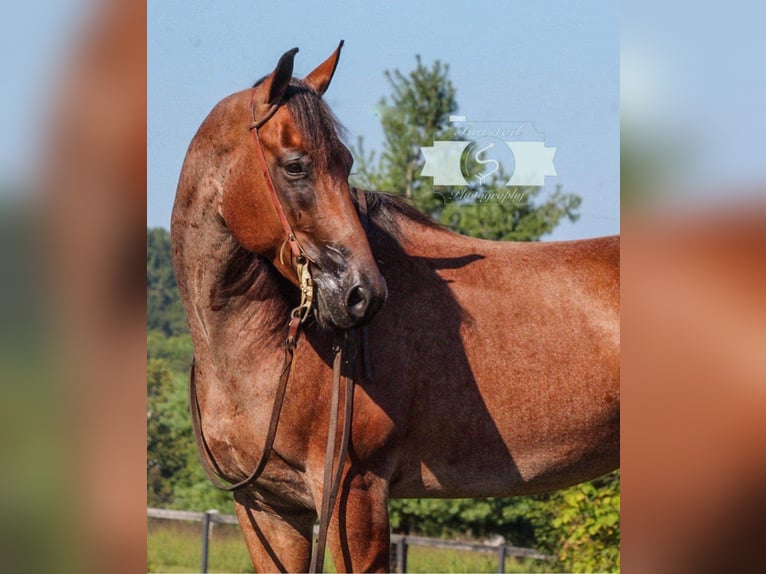 Caballo cuarto de milla Caballo castrado 9 años 163 cm Ruano alazán in Hardinsburg IN