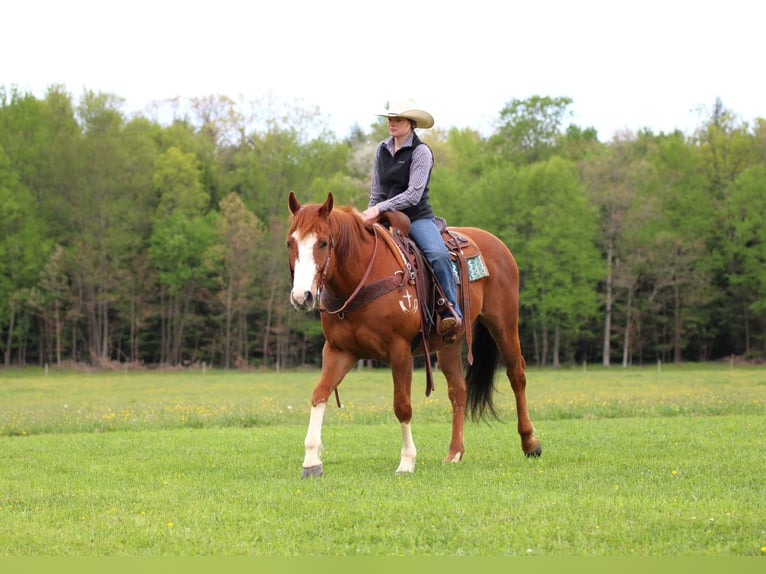 Caballo cuarto de milla Caballo castrado 9 años Alazán rojizo in Clarion
