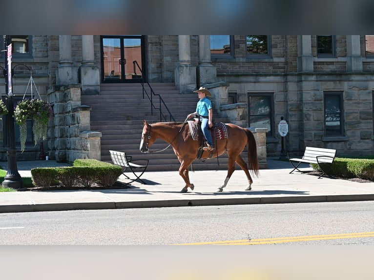 Caballo cuarto de milla Caballo castrado 9 años Alazán rojizo in Millersburg
