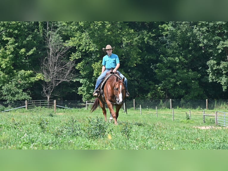 Caballo cuarto de milla Caballo castrado 9 años Alazán rojizo in Millersburg