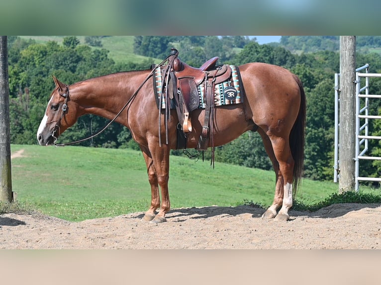 Caballo cuarto de milla Caballo castrado 9 años Alazán rojizo in Millersburg