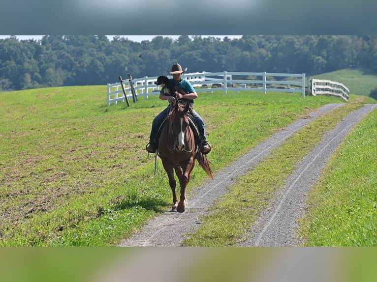 Caballo cuarto de milla Caballo castrado 9 años Alazán rojizo in Millersburg