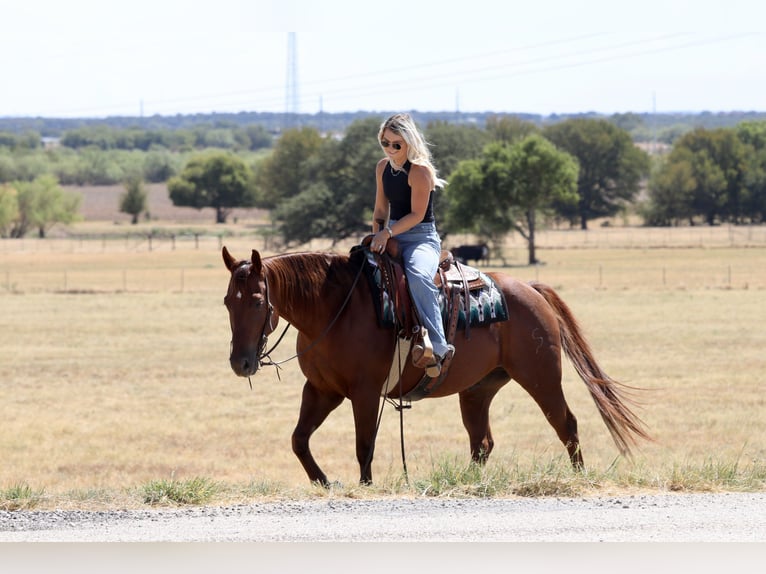 Caballo cuarto de milla Caballo castrado 9 años Alazán rojizo in Mineral Wells