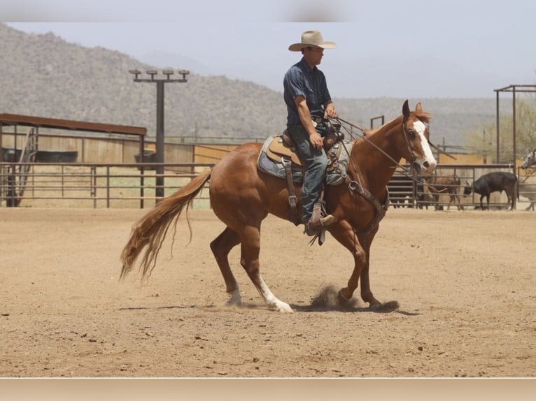 Caballo cuarto de milla Caballo castrado 9 años Alazán rojizo in Wickenburg