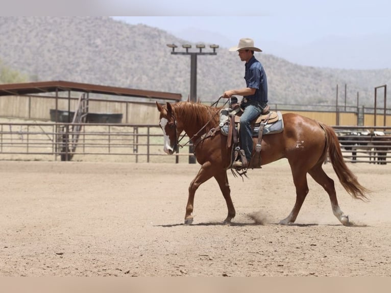 Caballo cuarto de milla Caballo castrado 9 años Alazán rojizo in Wickenburg