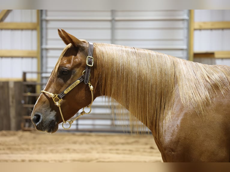 Caballo cuarto de milla Caballo castrado 9 años Alazán rojizo in Dalhart