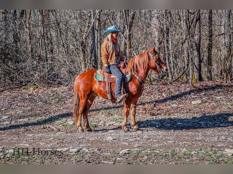 Caballo cuarto de milla Caballo castrado 9 años Alazán-tostado in flemingsburg Ky