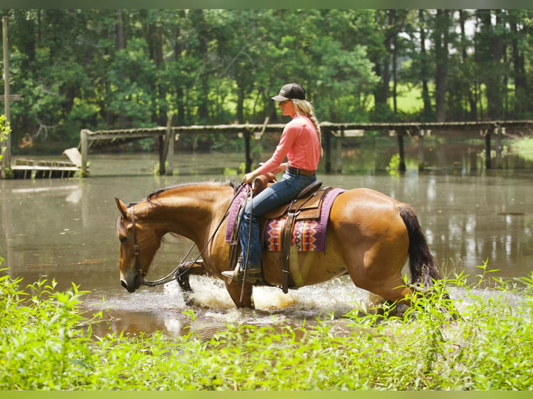 Caballo cuarto de milla Caballo castrado 9 años Bayo in Huntsville TX