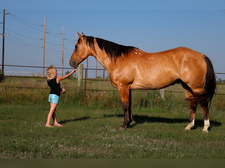 Caballo cuarto de milla Caballo castrado 9 años Bayo in Ripley