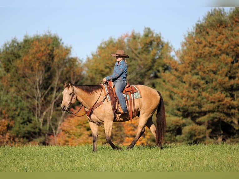 Caballo cuarto de milla Caballo castrado 9 años Buckskin/Bayo in Clarion