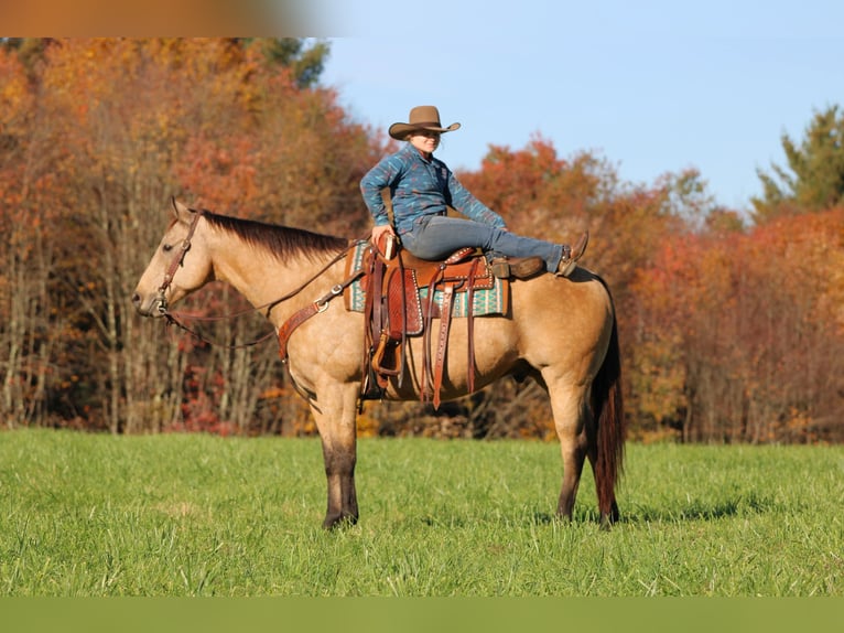 Caballo cuarto de milla Caballo castrado 9 años Buckskin/Bayo in Clarion
