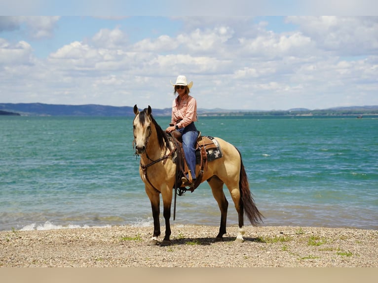 Caballo cuarto de milla Caballo castrado 9 años Buckskin/Bayo in Brandon