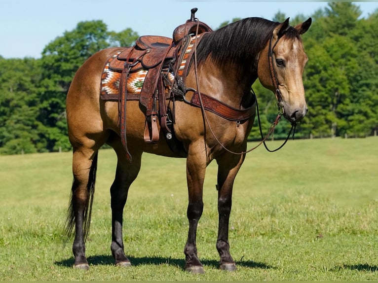 Caballo cuarto de milla Caballo castrado 9 años Buckskin/Bayo in Clarion