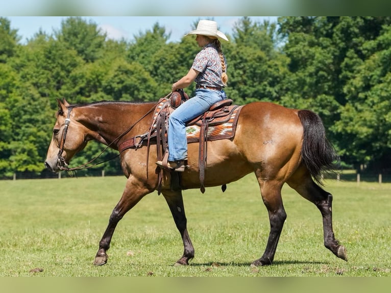 Caballo cuarto de milla Caballo castrado 9 años Buckskin/Bayo in Clarion
