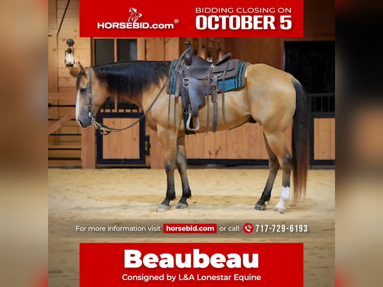Caballo cuarto de milla Caballo castrado 9 años Buckskin/Bayo in Needmore